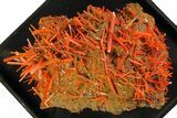 Bright Orange Crocoite Crystal Cluster - Tasmania #148522-1